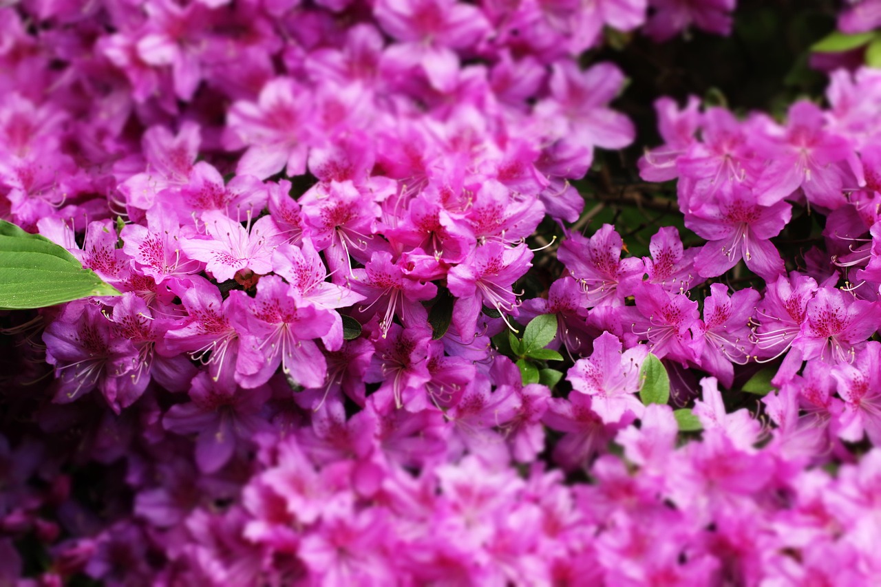 Azaleen Azaleen Blumen Garten Rosa - Kostenloses Foto auf Pixabay - Pixabay