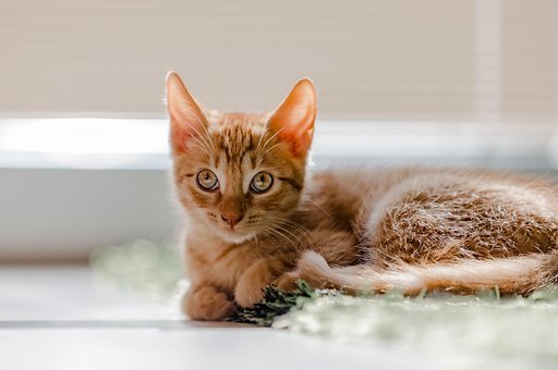 Gato, Bicho De Estimação, Natureza