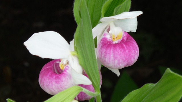 Orchidee, Dame, Dames Pantoffel, Bloem