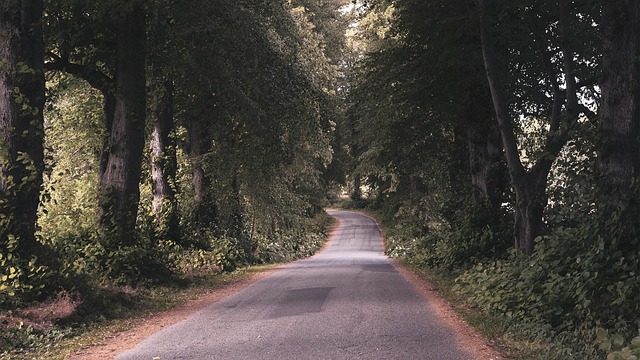 Natur, Sti, Skov, Træer, Ødemark