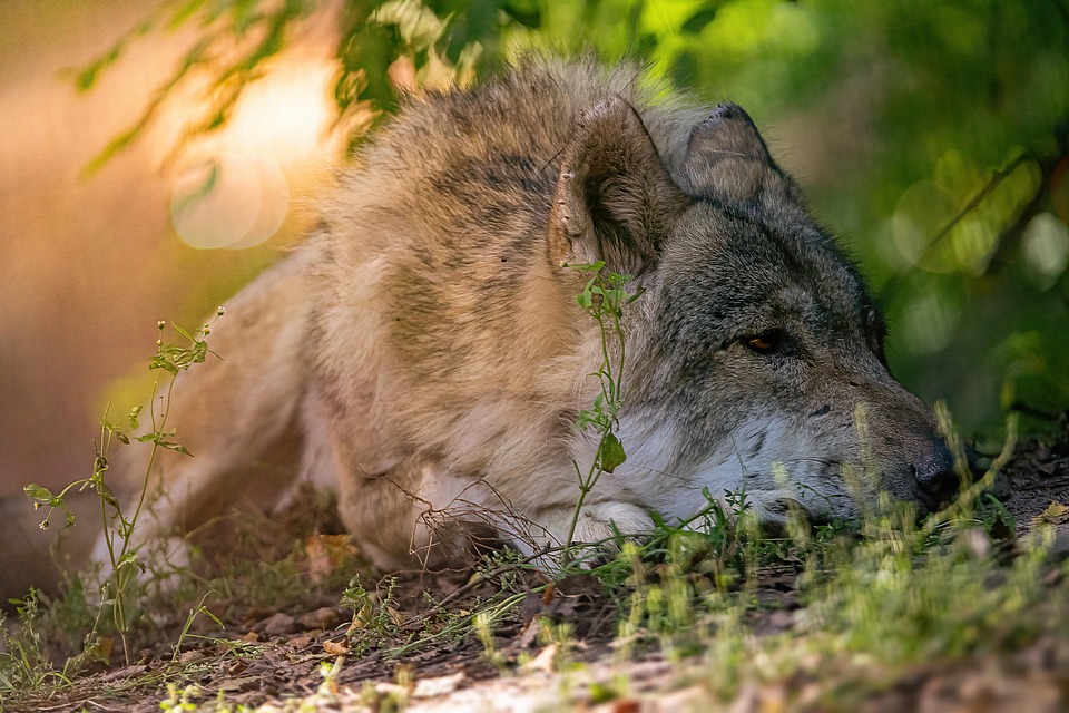 Wolf Predator Animal - Free photo on Pixabay - Pixabay