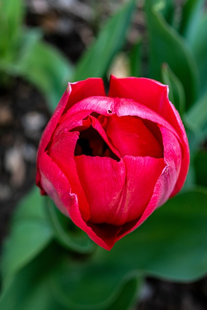 Tulipan, Blomst, Rød Tulipan, Kronblade