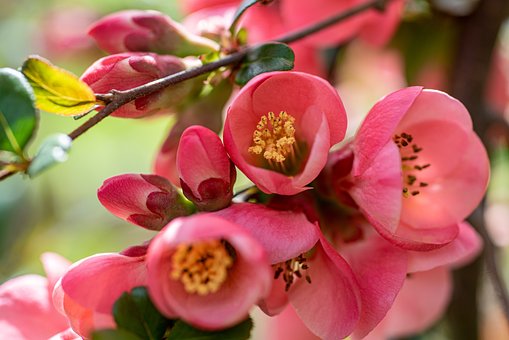 Begonia, Lyserøde Blomster, Natur, Flora