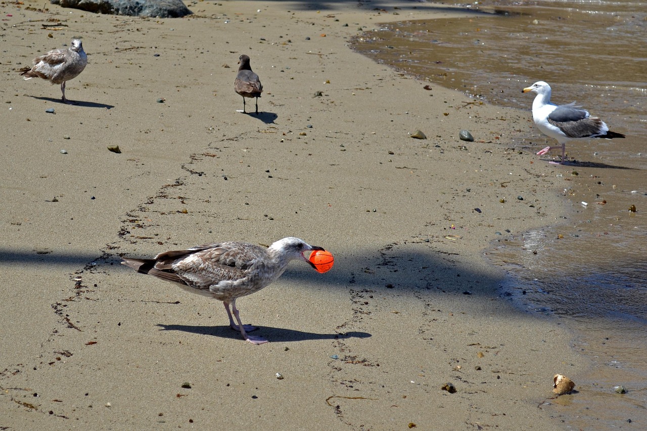 Gulls Seagulls Beach - Free photo on Pixabay - Pixabay