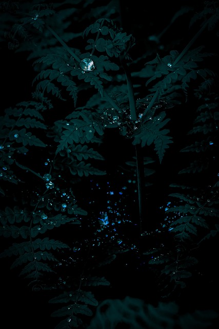Pflanze, Handy-Hintergrundbild, Natur