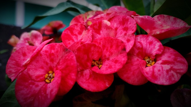 Free Flower Natue photo and picture