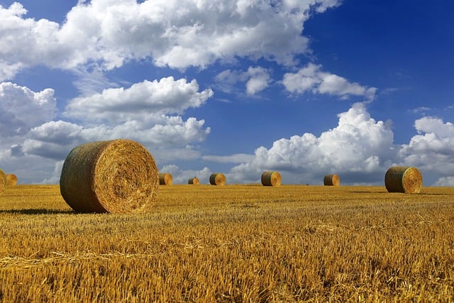 Free hay straw sky illustration