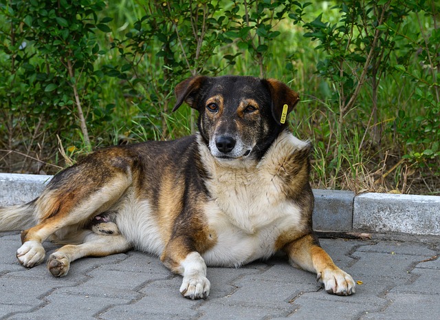犬 ペット 動物 - Pixabayの無料写真 - Pixabay