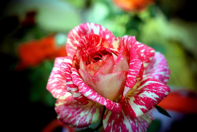 Free Hybrid Tea Rose Flower photo and picture