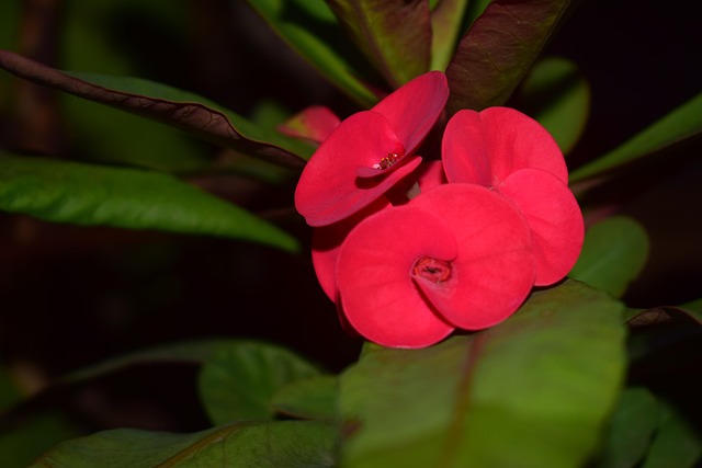 Free Flower Nature photo and picture