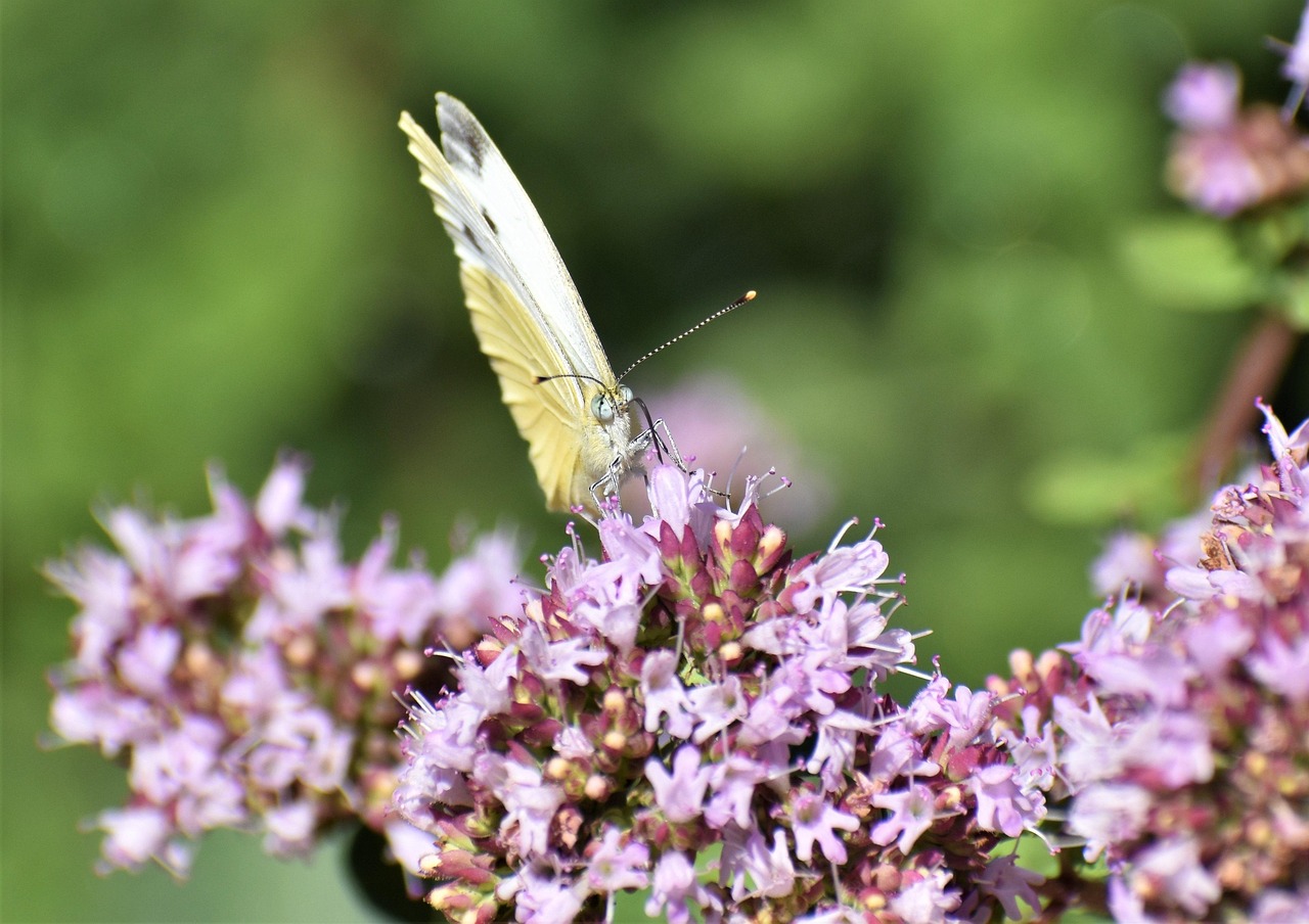 Oregano Flowers Pollination Moth Free photo on Pixabay Pixabay