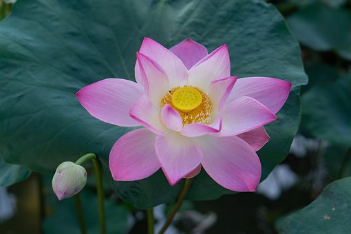 Lotusblume, Seerose, Pinke Blume