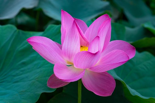 Lotusblume, Seerose, Pinke Blume