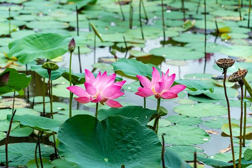 Lotusblumen, Seerosen, Pinke Blumen