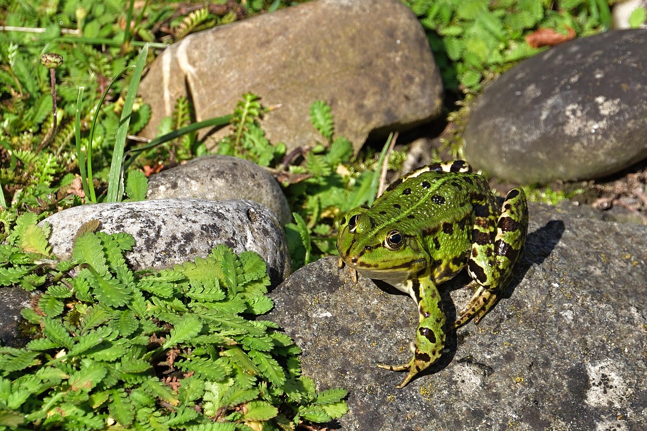 Common Frog - free online jigsaw puzzle photo
