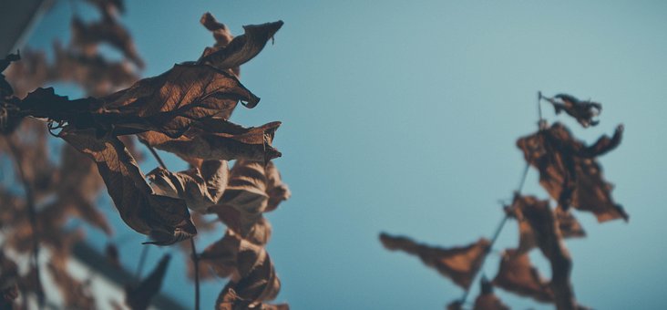 Free Dried Leaves Nature photo and picture