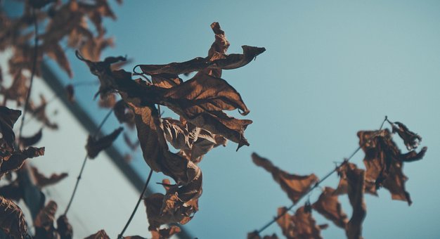 Free Dried Leaves Nature photo and picture
