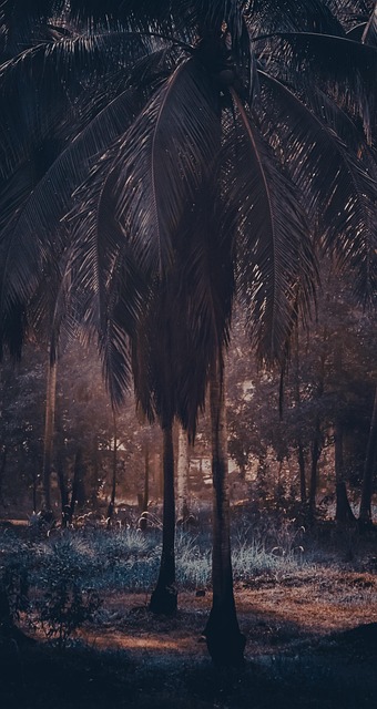 Kokospalmer, Palmer, Skov, Natur