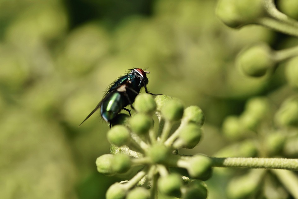 Winged Insect Fly Fly Insect Animal Winged - Free photo on Pixabay