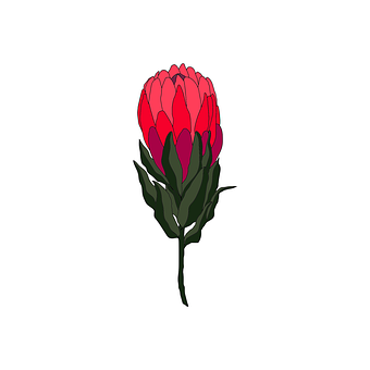 Protea, Ručne Kreslený Kvet, Kvet, Skica