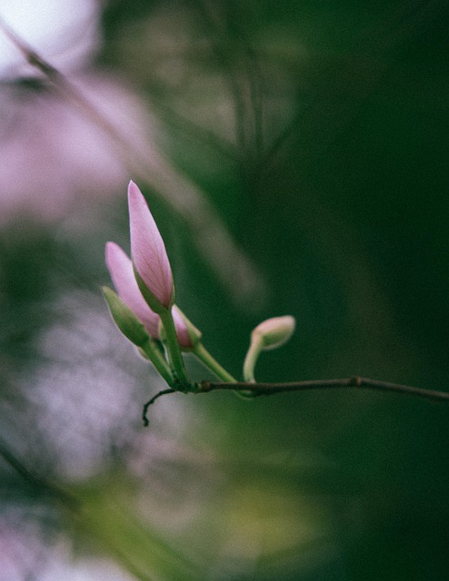 Blumen, Knospen, Bauhinia, Frühling