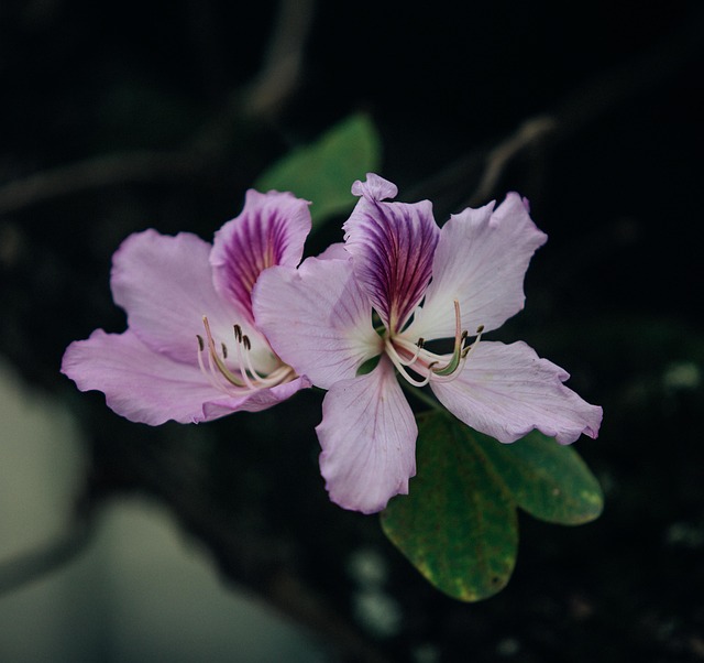 Blumen, Bauhinia, Blüte, Frühling, Natur