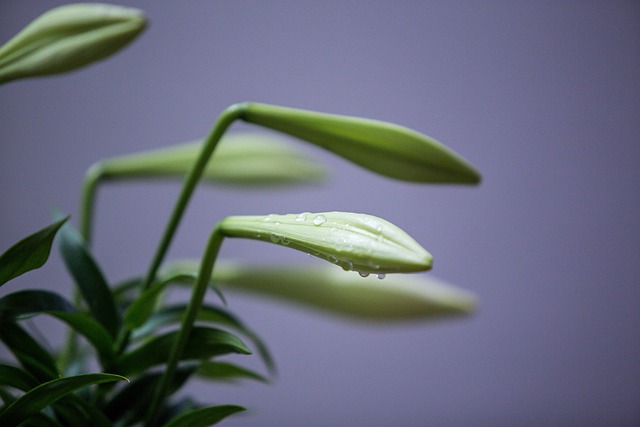 Blumen, Knospen, Tautropfen, Lilie