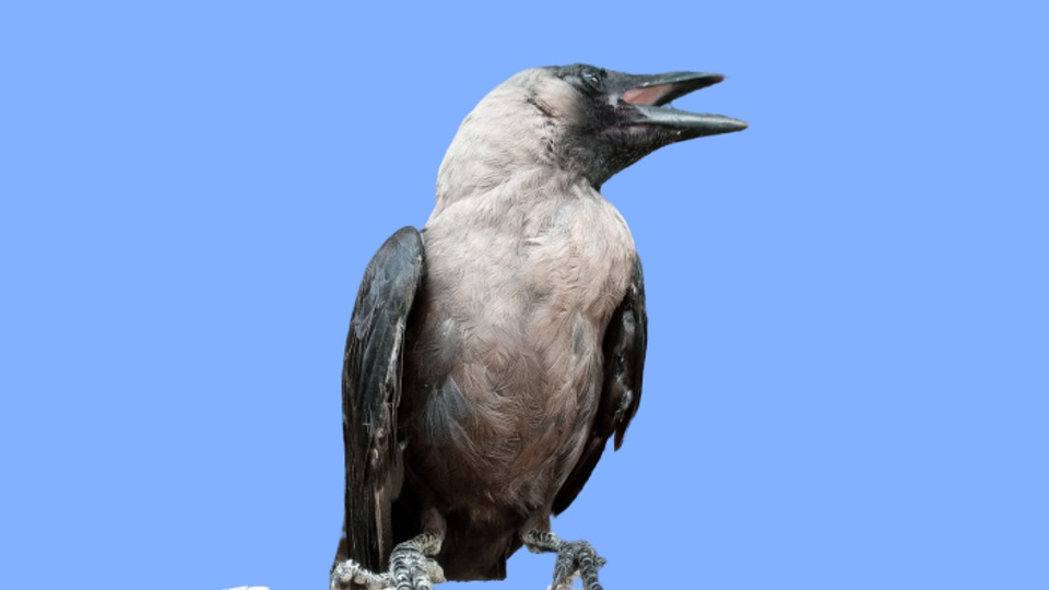 Indian Crow House Greynecked Free photo on Pixabay