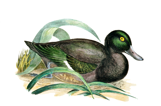 Free new zealand scaup duck bird illustration