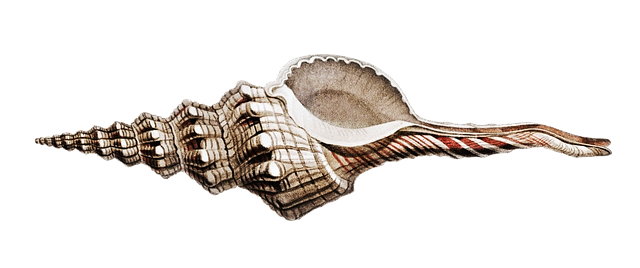 Free shell sea ocean illustration