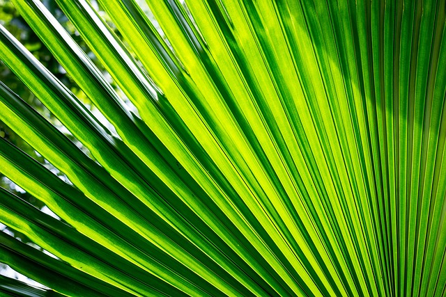 Grün, Blatt, Garten, Natur, Makro