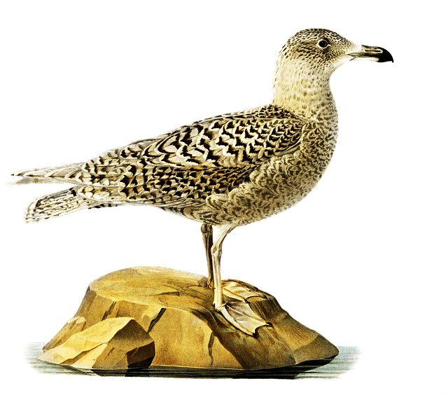 Free glaucous gull bird gull illustration