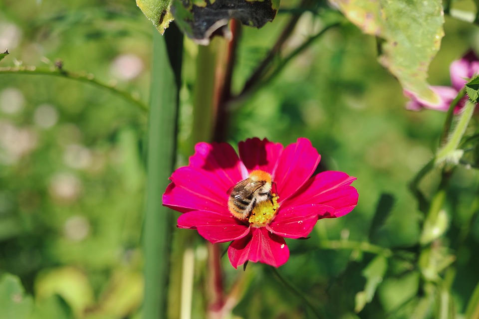 Flower Bee Pollination - Free photo on Pixabay - Pixabay