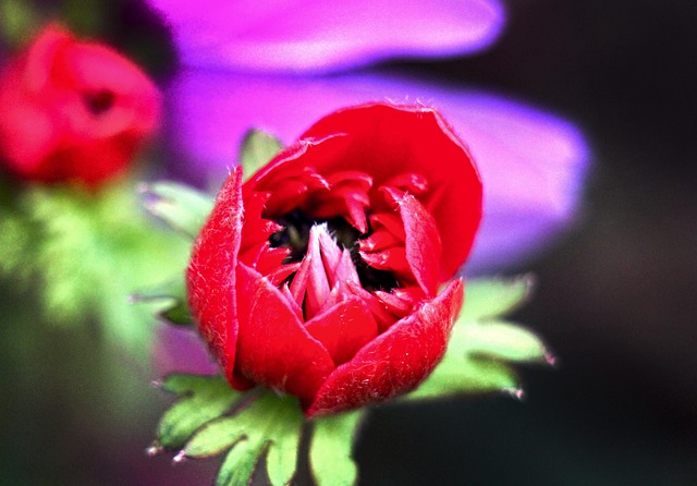 Free Flower Petals photo and picture