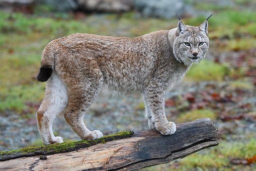 Free Lynx Animal photo and picture