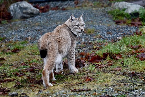 Free Lynx Animal photo and picture