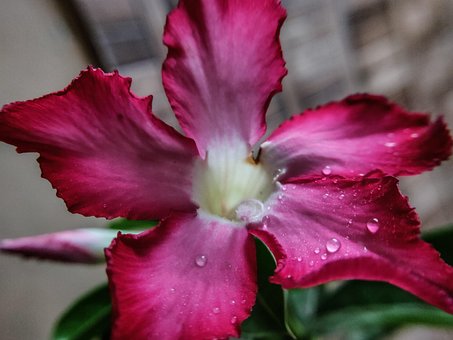 Free Flower Drop photo and picture