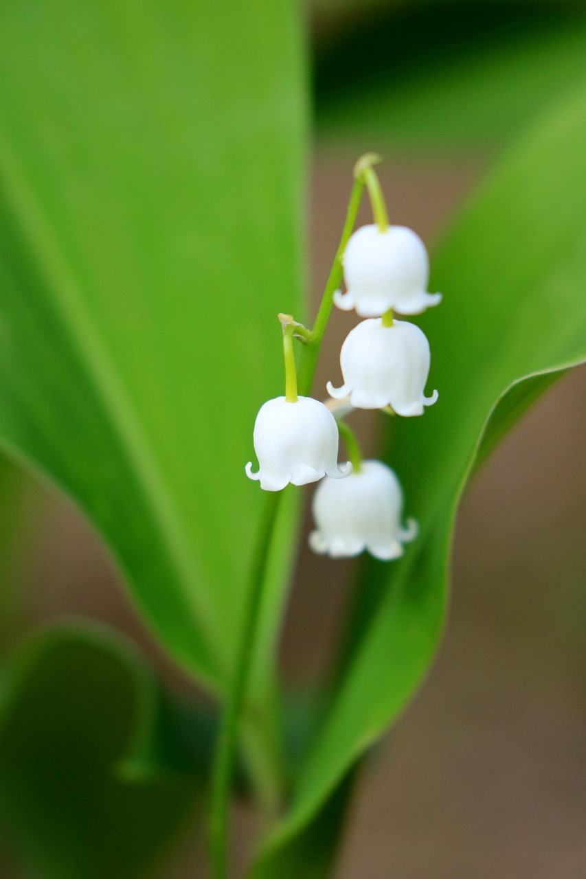 Lily Of The Valley Flowers Garden - Free photo on Pixabay - Pixabay