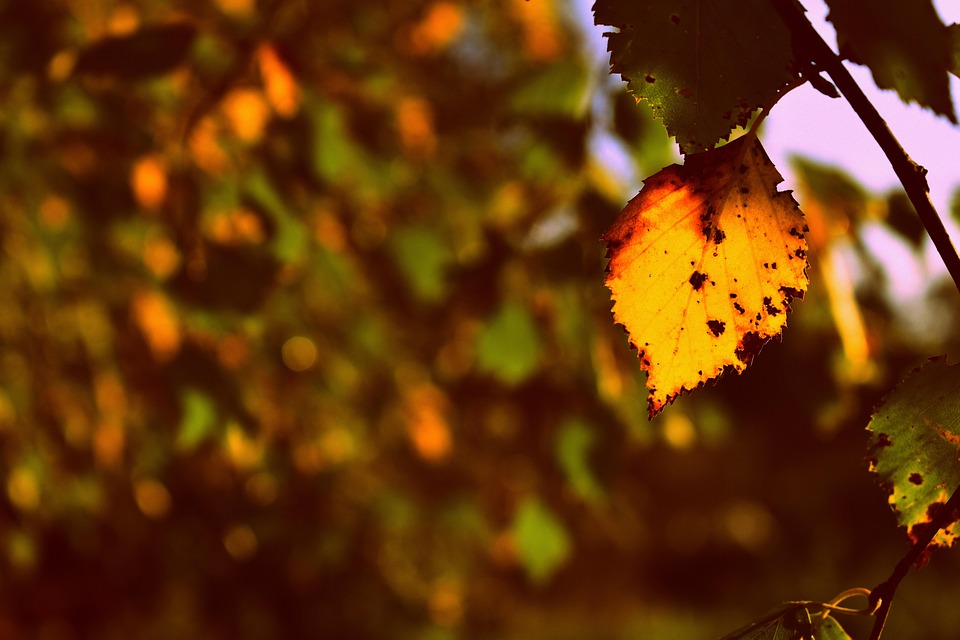 白桦树 桦树叶 秋天 - Pixabay上的免费照片 - Pixabay