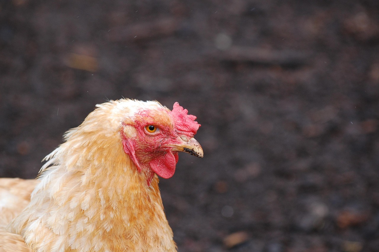 Chicken Bird Poultry Free photo on Pixabay Pixabay