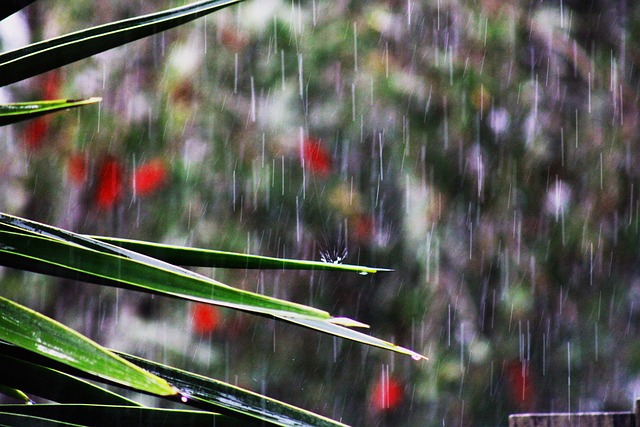 Free Leaves Plant photo and picture