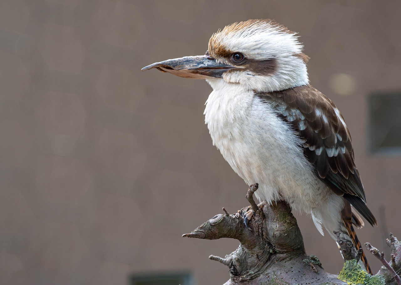 Laughing Kookaburra Bird Perched - Free photo on Pixabay - Pixabay