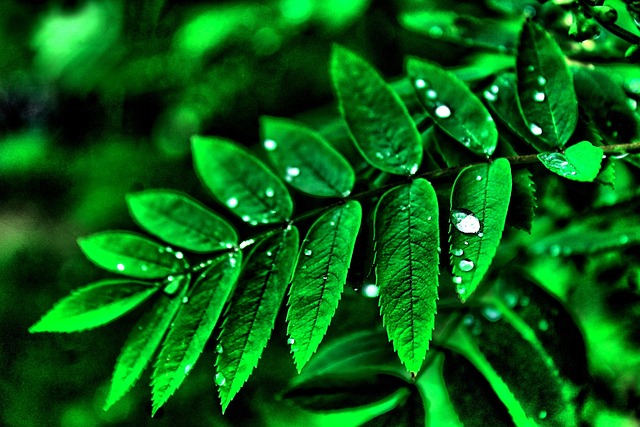 Free Goes Away Plants photo and picture