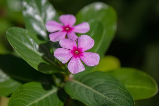 Pervinca, Flores, Flores Cor De Rosa