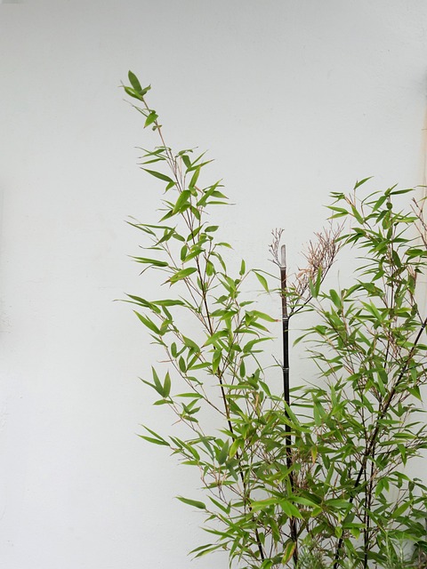 Plante, Bambus, Verde, Fundal, Oriental