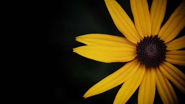 Bloem, Zonnehoed, Bloom, Bloesem, Flora