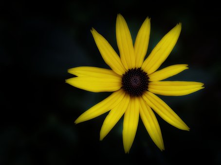 Bloem, Zonnehoed, Bloom, Bloesem, Flora