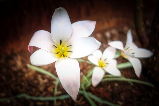 Dame Tulp, Bloem, Plantaardige, Tulp