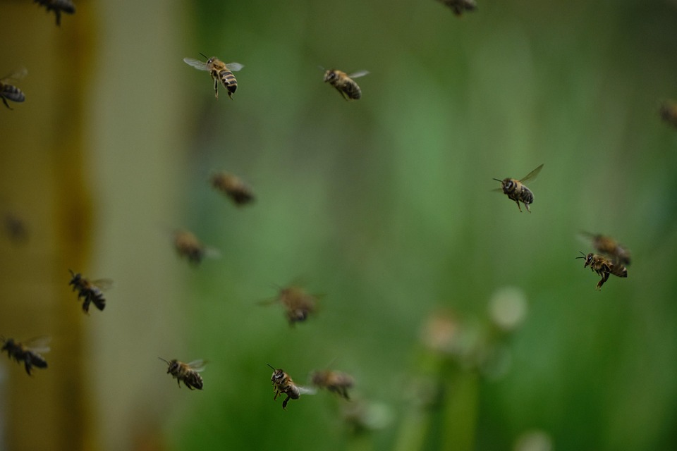 Bees Bee Swarm Insects - Free photo on Pixabay
