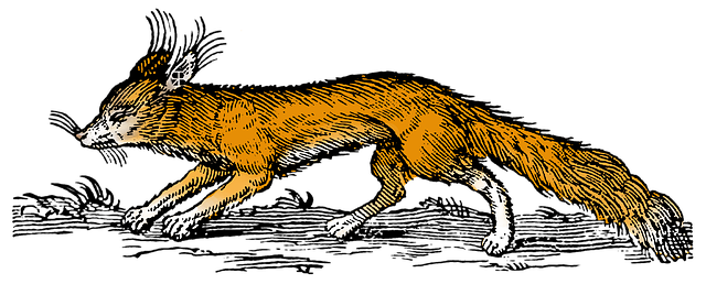 Free Animal Fox illustration and picture